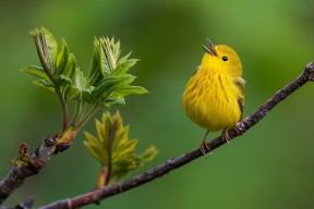 JiuyouAPP下载-中小学生体育游戏设计对心理韧性的影响研究，中小学生体育游戏的精髓
