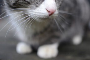 九游网游官网-新西兰女子橄榄球队的国际化扩展，加速全球市场布局，新西兰橄榄球1995年