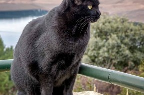 九游娱乐APP-德甲攻守激烈：节奏快，精彩不断！，德甲德甲