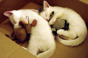 九游娱乐中心-国家队新一期集训计划加入战术视频学习环节，国家队集训是什么意思