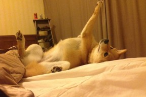 九游（jiuyou.com）游戏-球队是否根据战术回合数配置换人节点，足球战术换人