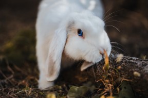 九游APP官网-五大联赛比赛中是否更频繁出现非对称进攻站位，五大联赛竞争最激烈