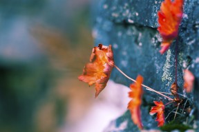 九游娱乐官网 (jiuyou)-“马科斯·莫奇的精准防守和不屈精神，帮助阿根廷美洲狮队战胜强敌”