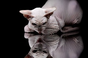 九游娱乐APP-西甲球队基于比赛热度趋势分析优化后场控球时机，西甲 球队