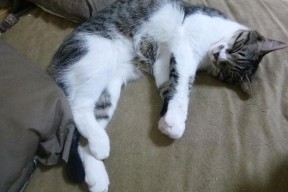 九游官网下载电脑版-中国男排全员备战亚洲杯 强化体能训练，中国男排训练视频