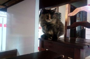 -城市联赛总决赛落幕冠军队实现三连冠展现稳定团队实力，城市联赛王者