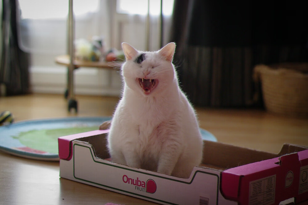 Chinese Taipei战术揭秘:从防守到反击的完美转化,chinese of taipei