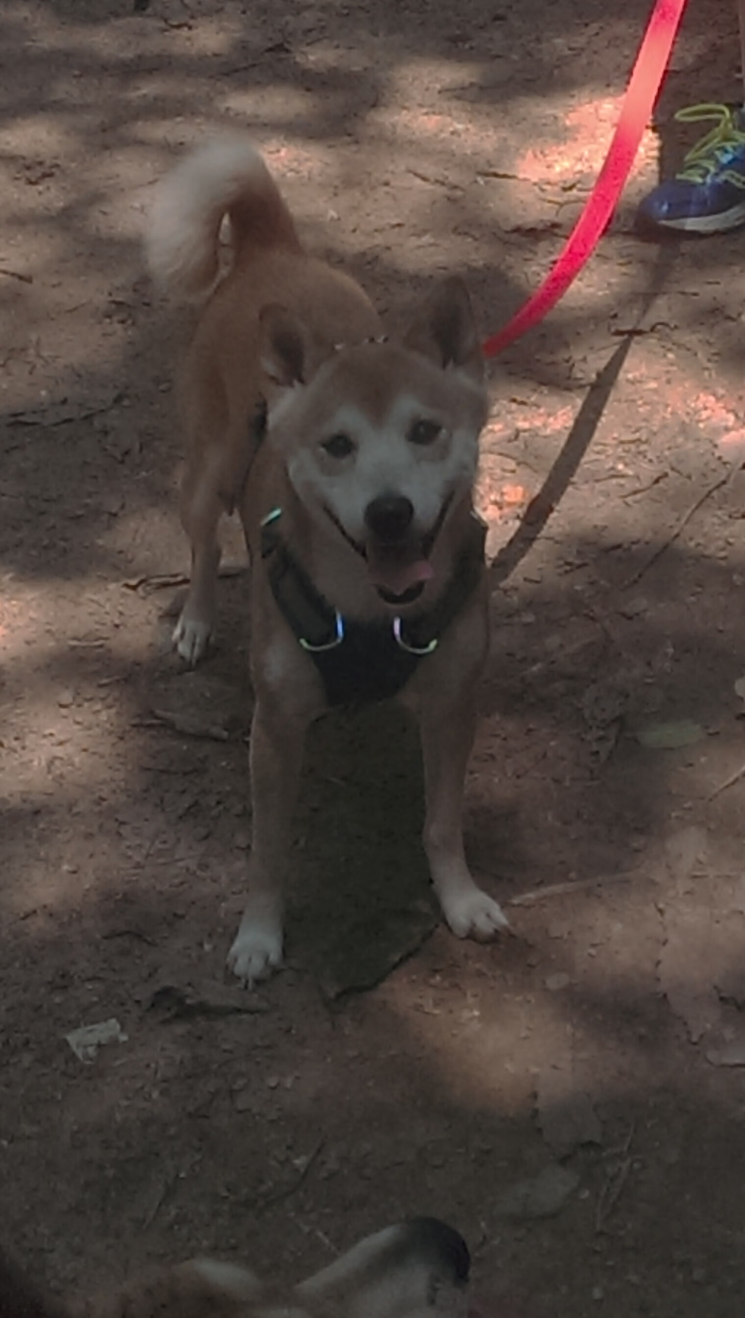 “香港跑步新风潮!SHO-CHAN Run 2025选手们冲刺全力”