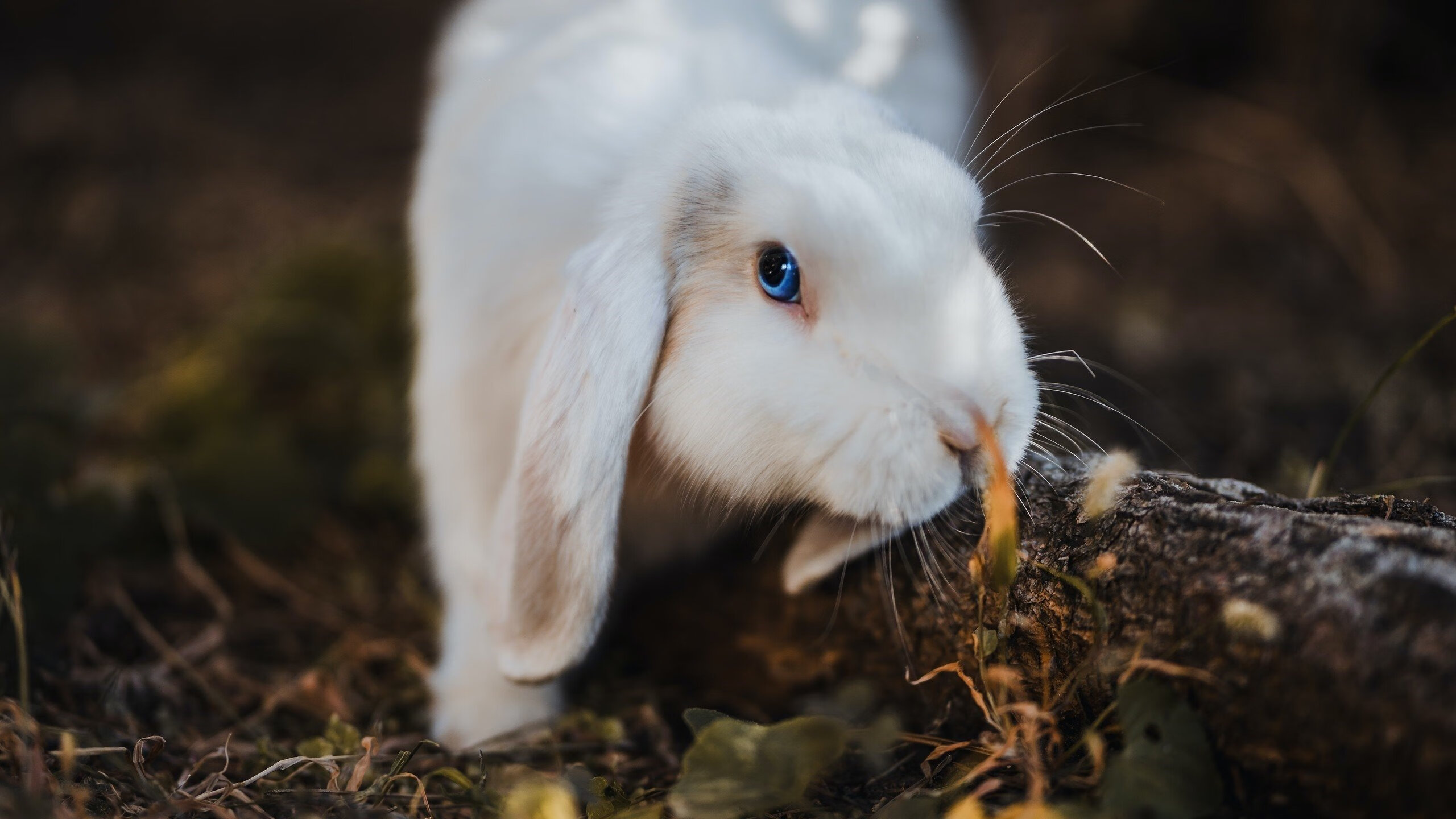 五大联赛比赛中是否更频繁出现非对称进攻站位,五大联赛竞争最激烈