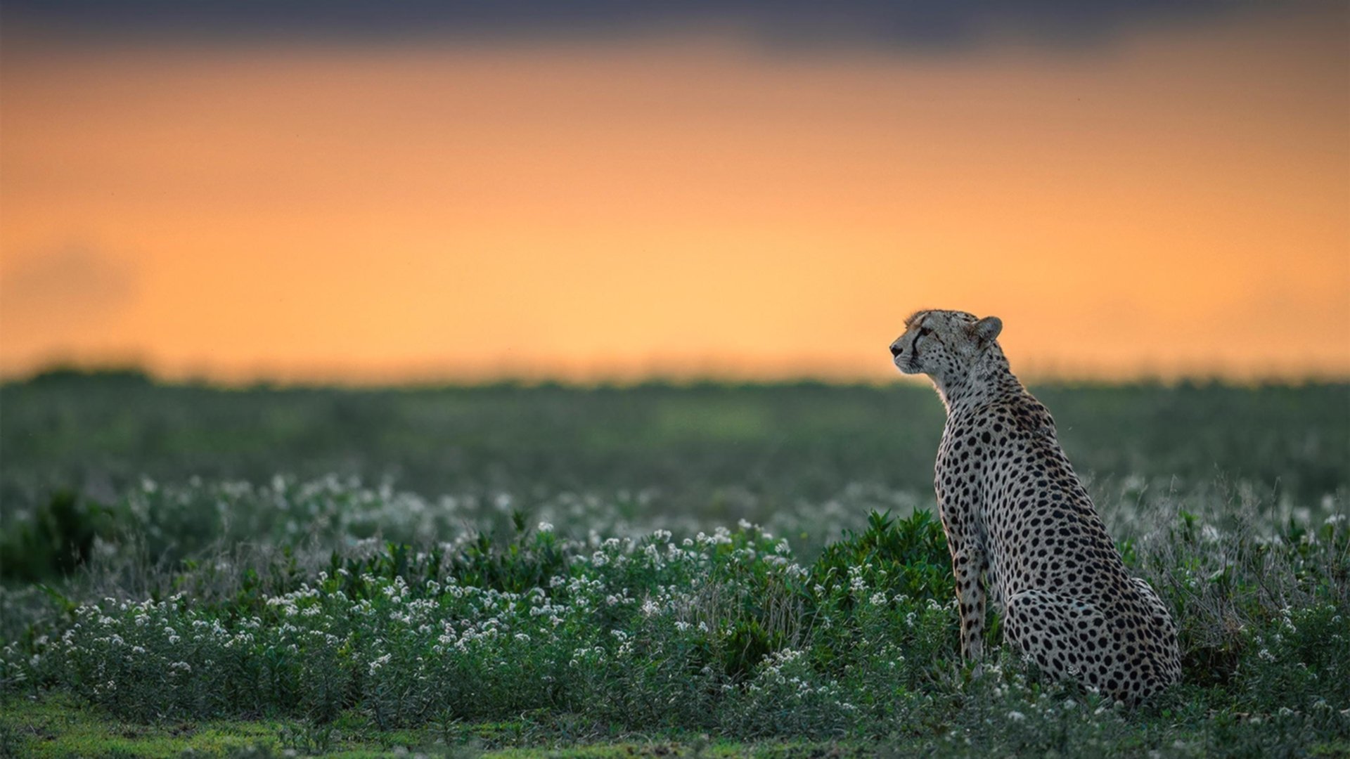 体育新闻中心支持基层体育数字传播能力建设,体育传播活动中新媒体使用情况调查报告