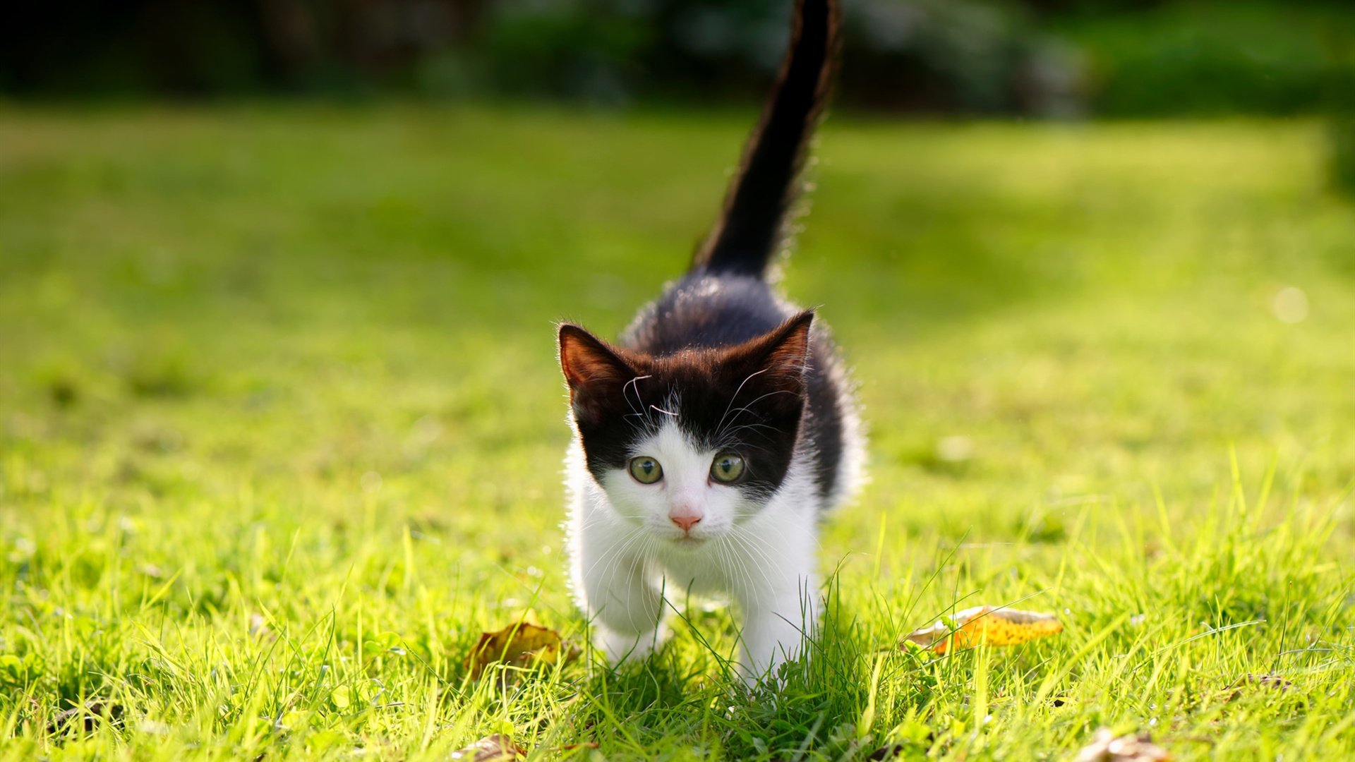 外教引进成效评估标准缺失,外教引入政策