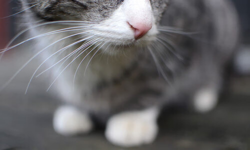 法兰克福三后卫体系发挥稳定防守出色，法兰克福队长是谁