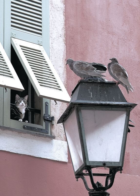 滑雪公开赛速度赛道项目竞争激烈,滑雪比赛赛道