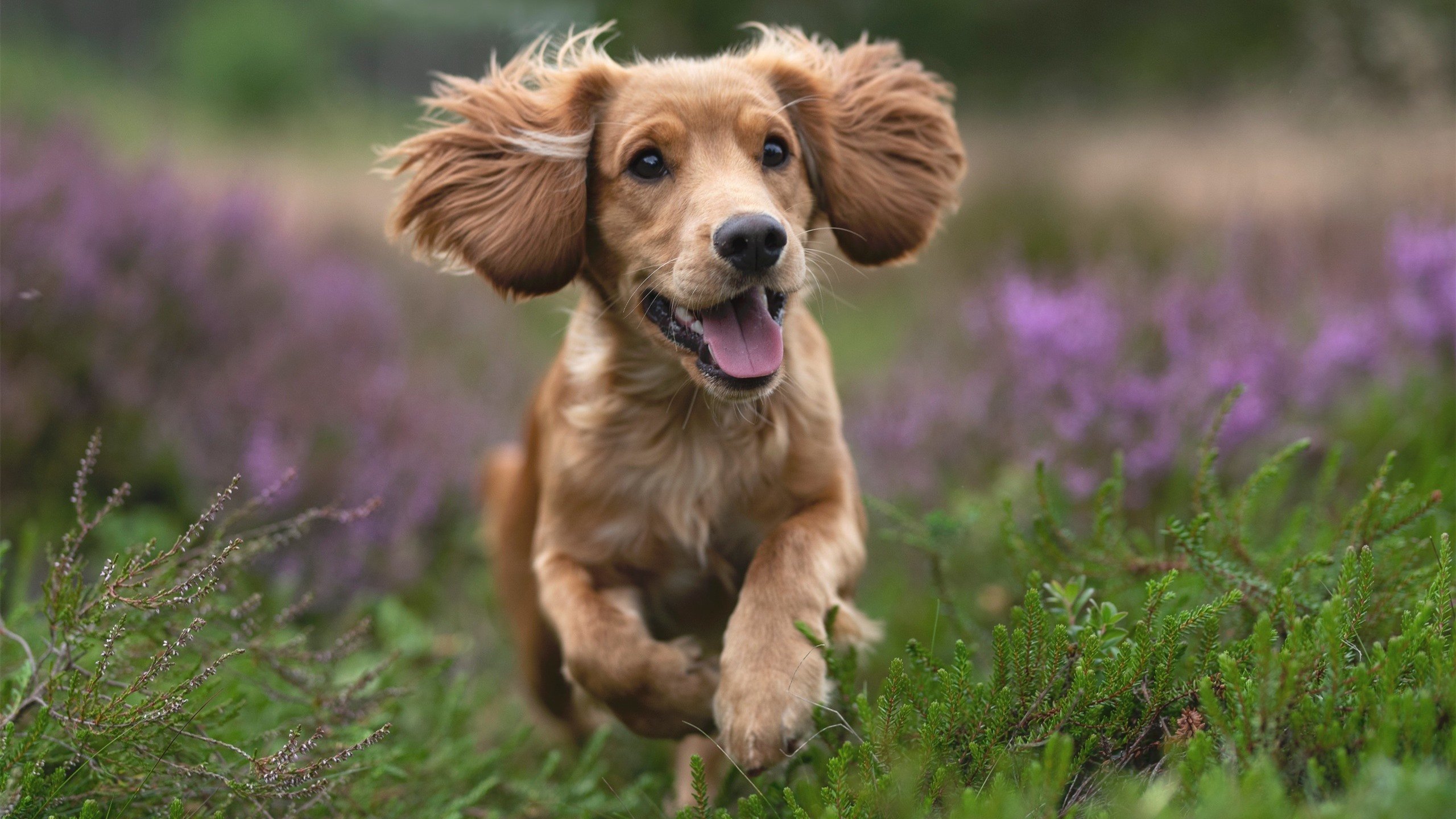 锋线球员传球方向选择是否由战术板预设,持球锋线