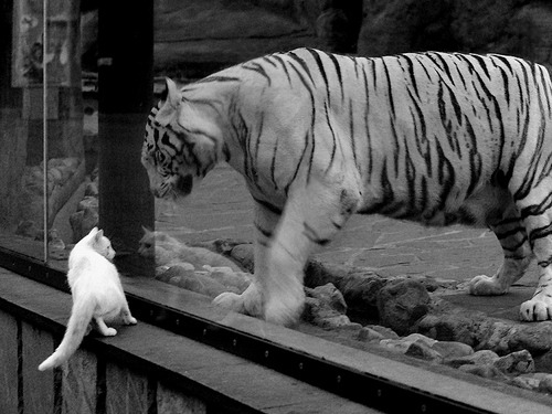 “彼得森的关键进球,助南非羚羊队战胜劲敌”