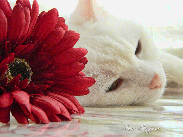 中国足球职业联赛组织多赛季技术风格对比研究,目前我国足球职业联赛有