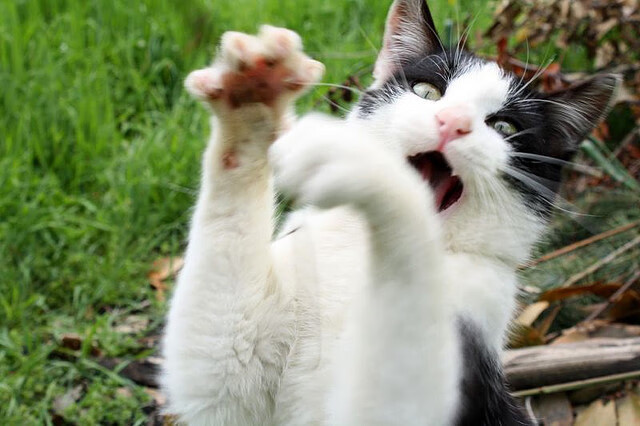 勇士内线组合强度训练视频被点赞数万，勇士队内线