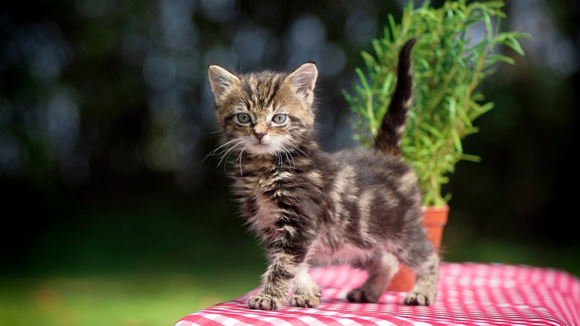 塞尔·拉恩:他是全黑队反击战术的关键,速度和突破让全队充满活力