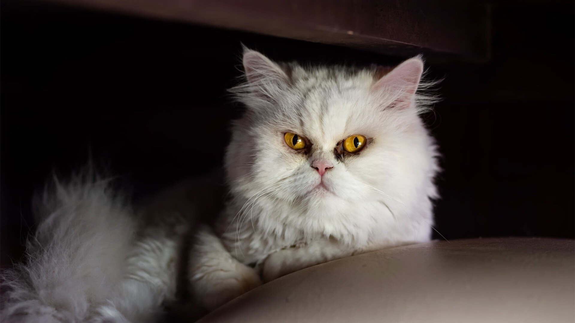 校园足球通过开放课模式吸引学生家长共同参与，学校足球场对外开放方案